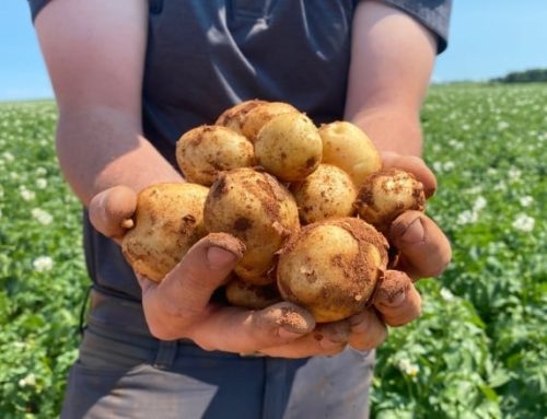 Zahájení prodeje brambor v České Olešné od 3. 10. 2022