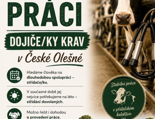 Nabídka práce – dojírna Česká Olešná
